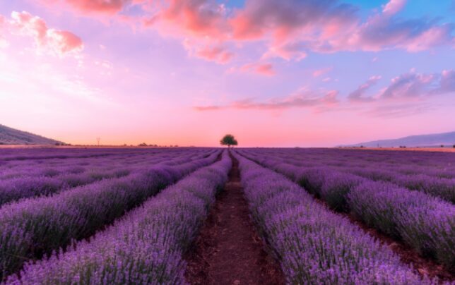 Lavender: Lush and Lovely